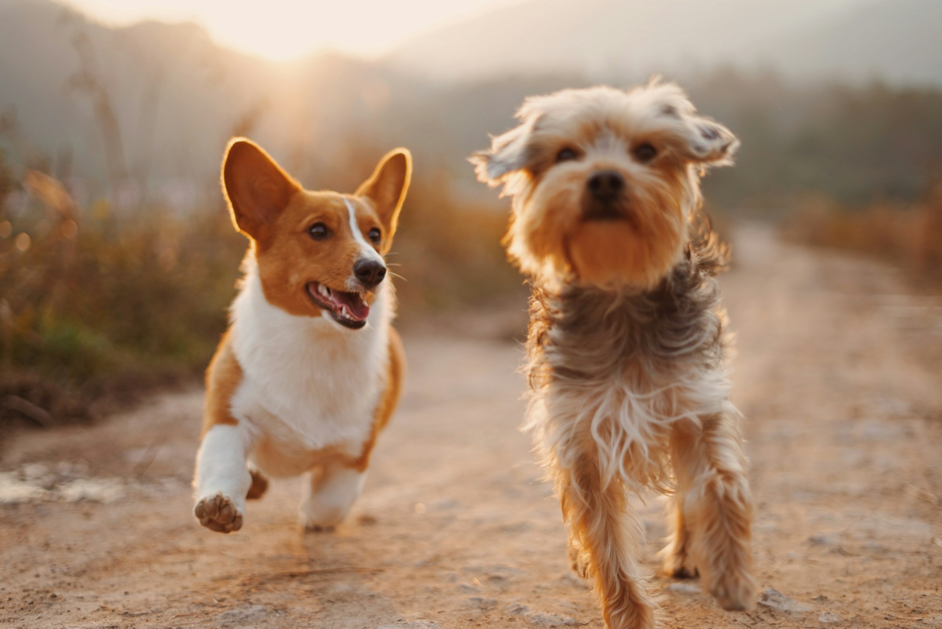 Dog Walking & Pet Sitting Service