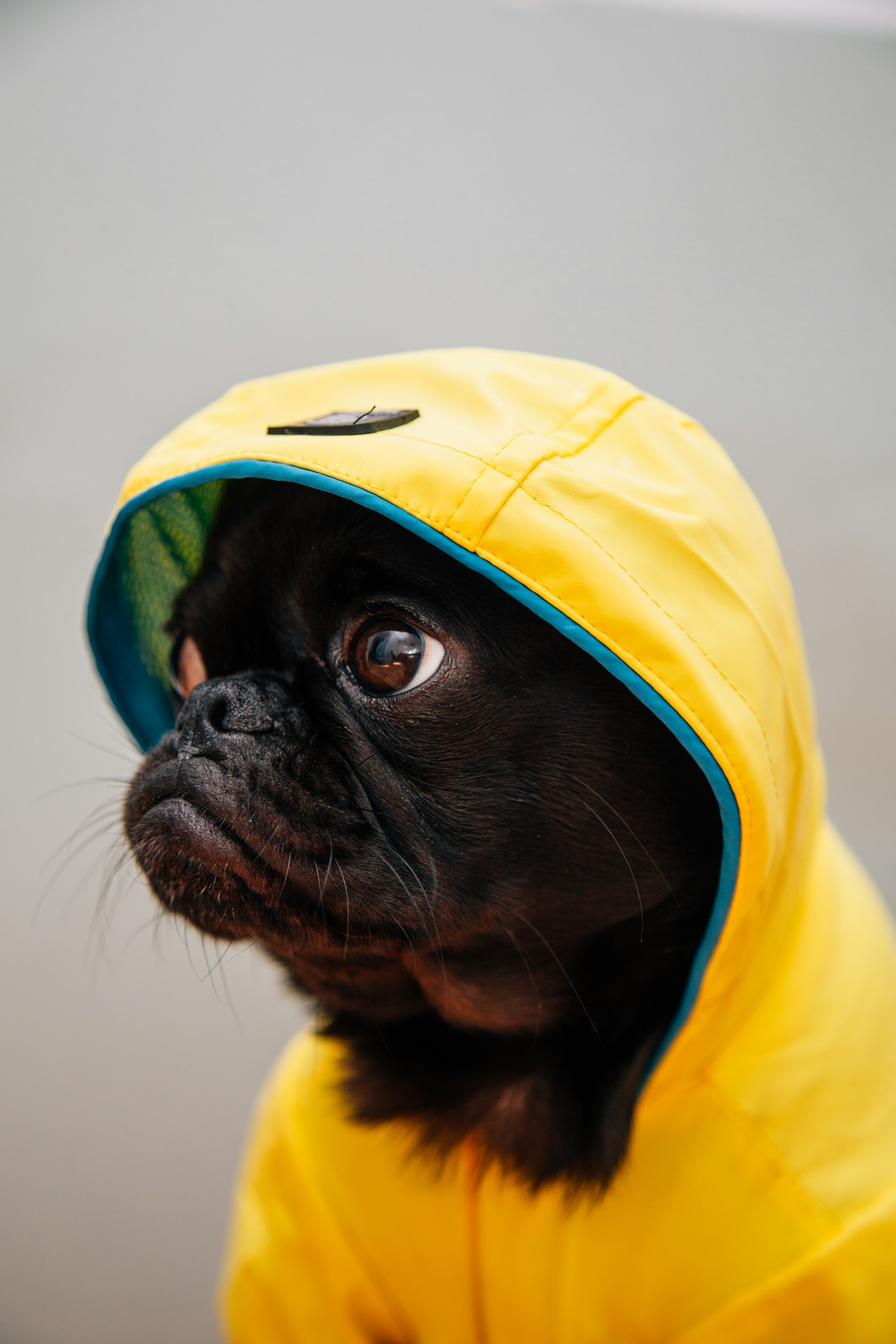 Veterinary Clinic - Companion Animals